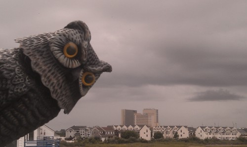 Hoot, the Scaregull, Scowling at the Menacing Sky on Our Deck in Brigantine
