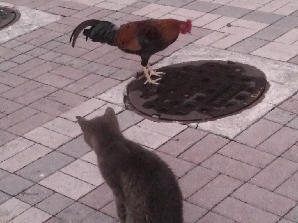 Chicken and cat at Mallory Square, Key West, Florida