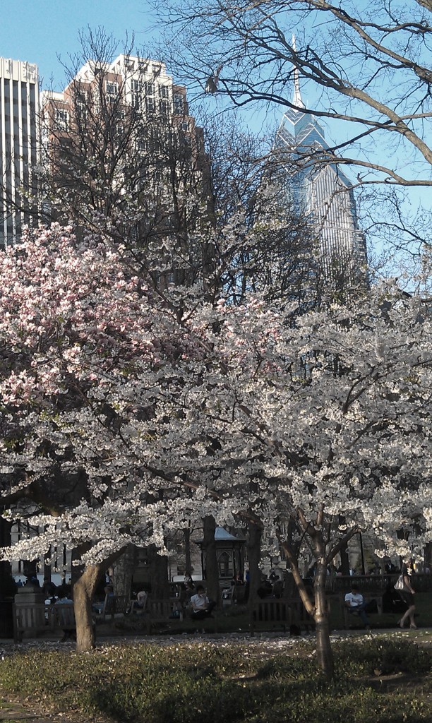 Spring blooming dogwoods in Rittenhouse Square, Philadelphia