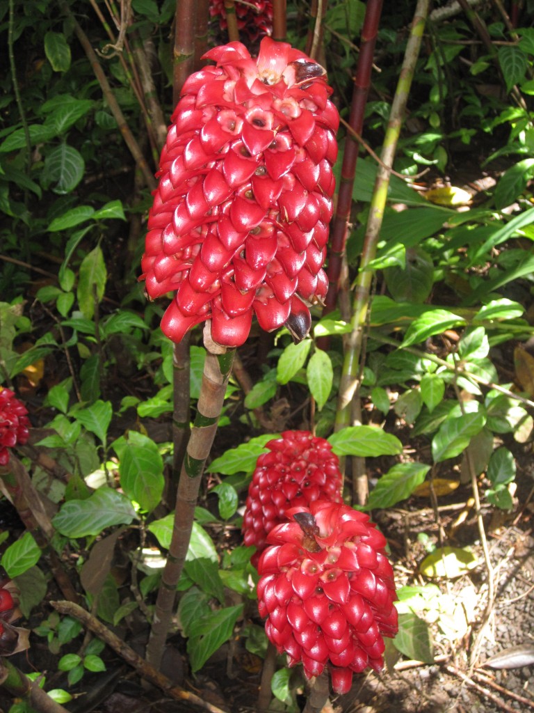 Heliconia, Tropical Botanical Garden, Hilo, Hawaii