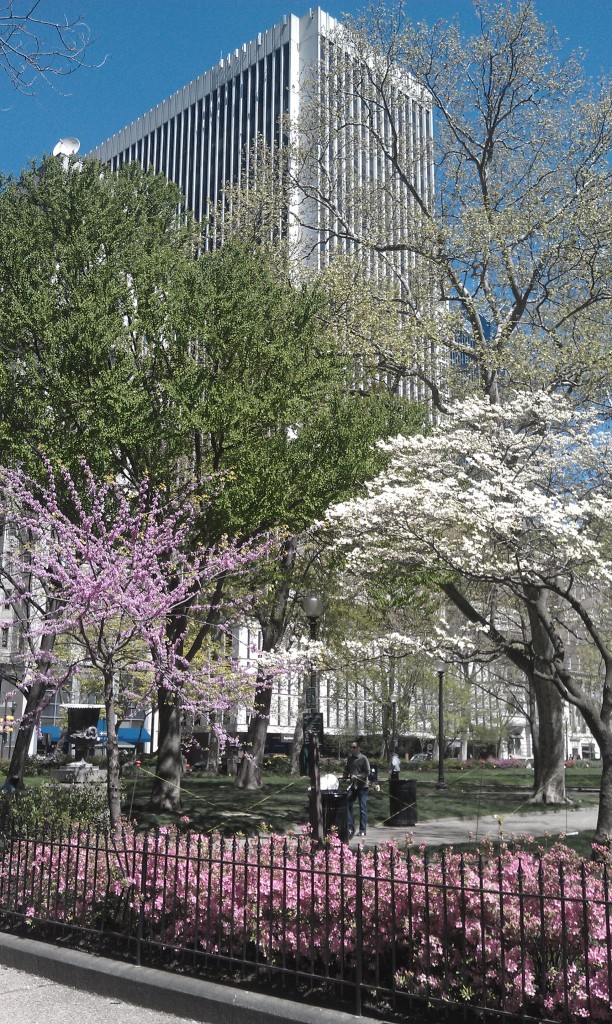 Spring's Flowering Trees on Rittenhouse Square, Philadelphia
