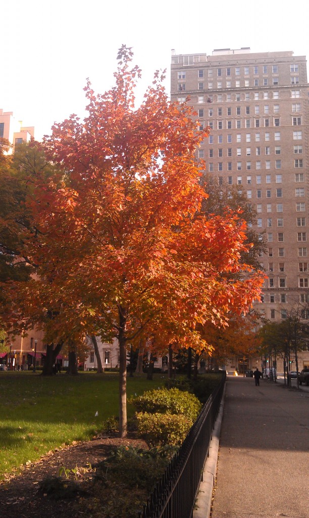 Fall Colors on Rittenhouse Square, Philadelphia