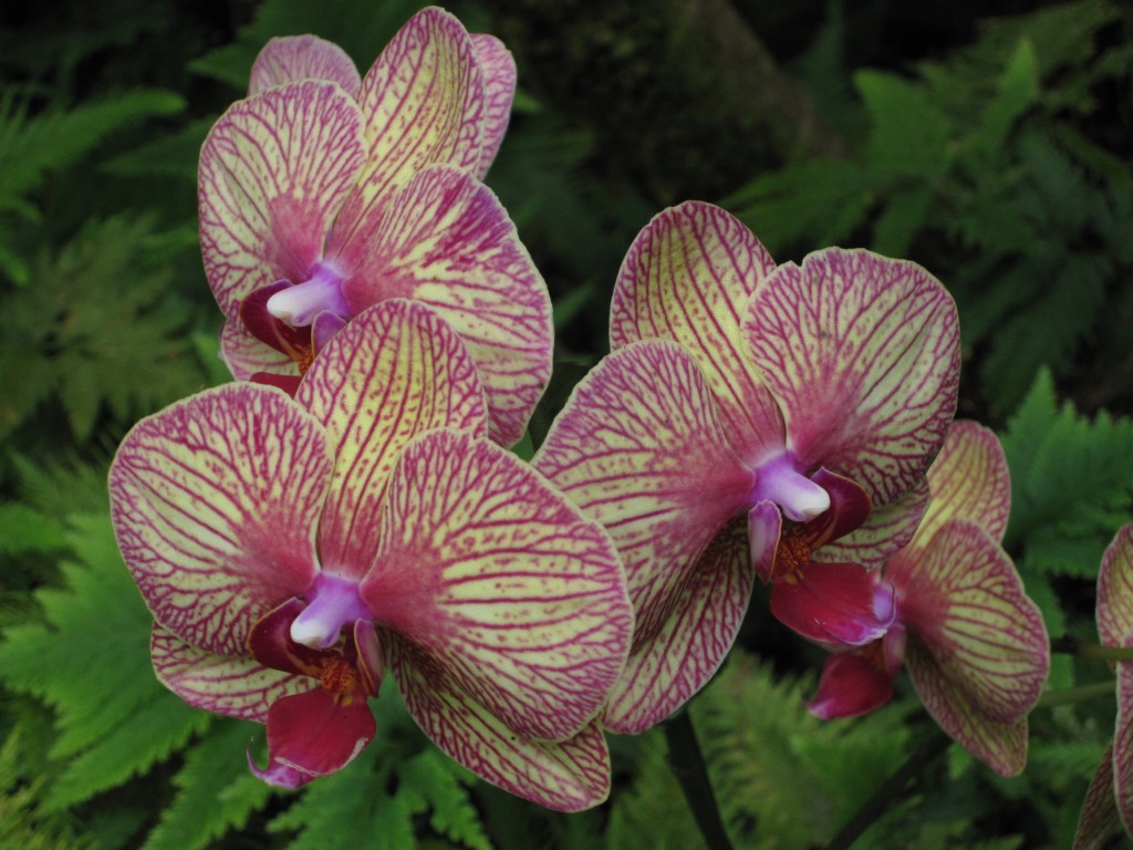 Orchids, Hawaii Tropical Botanical Garden, Hilo, Hawaii