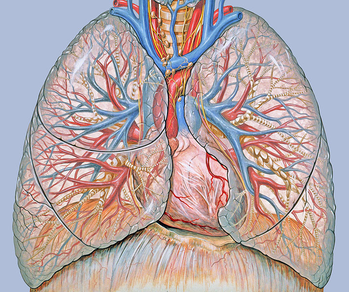 Thoracic Anatomy -- Lungs