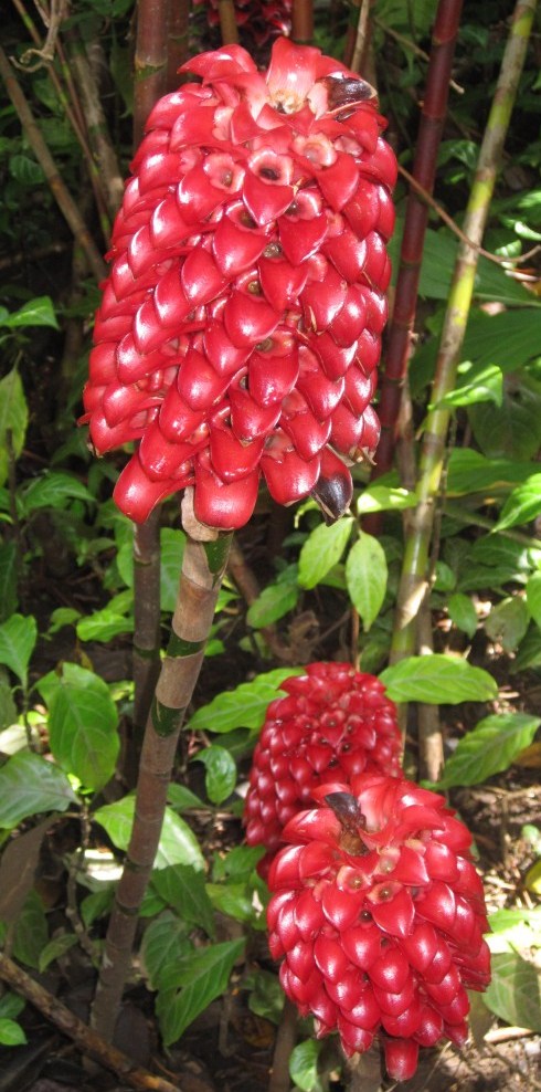Indonesian Wax Ginger - Hawaii Tropical Botanical Garden, outside Hilo, The Big Island