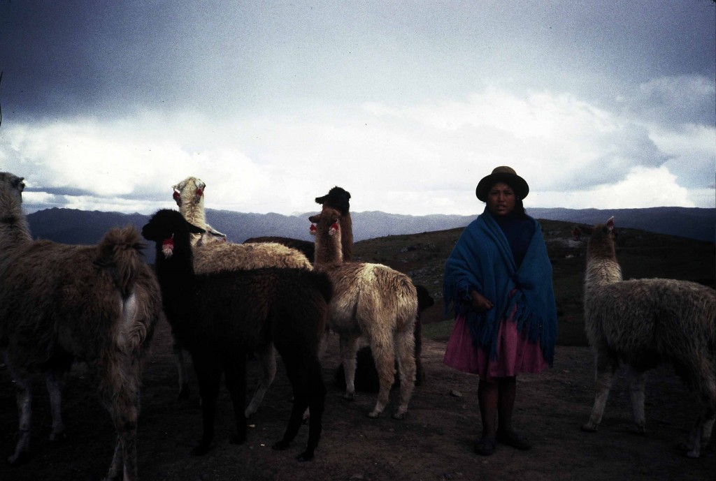 Llamas Along the Road to Saksayhuyman above Cuzco