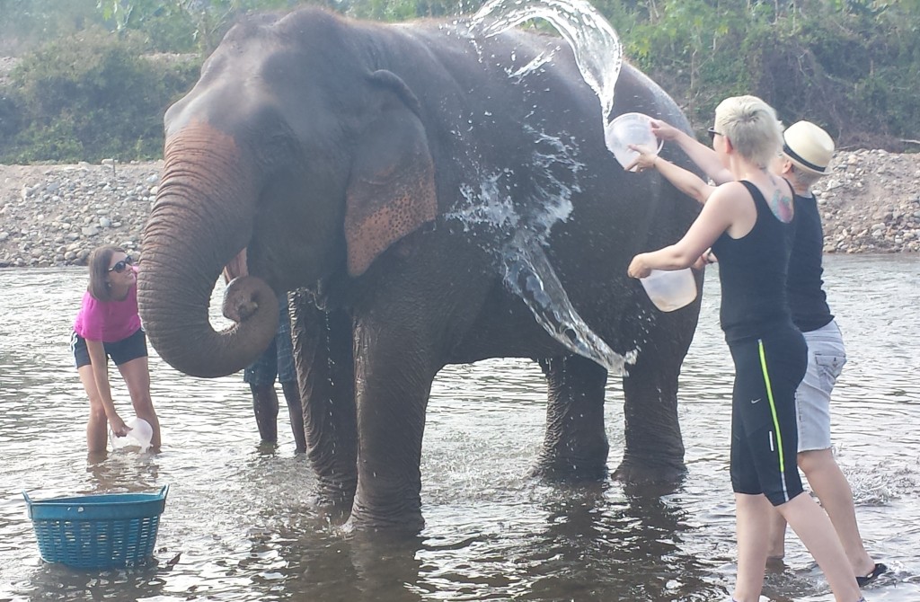 Bathing an elephant at the Elephant Nature Park