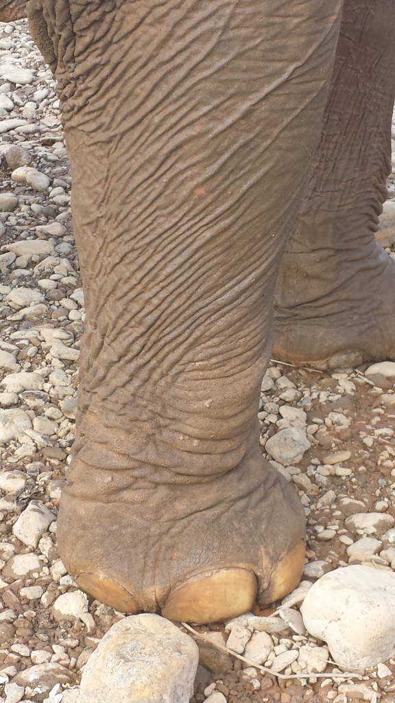 elephant foot at the elephant nature park