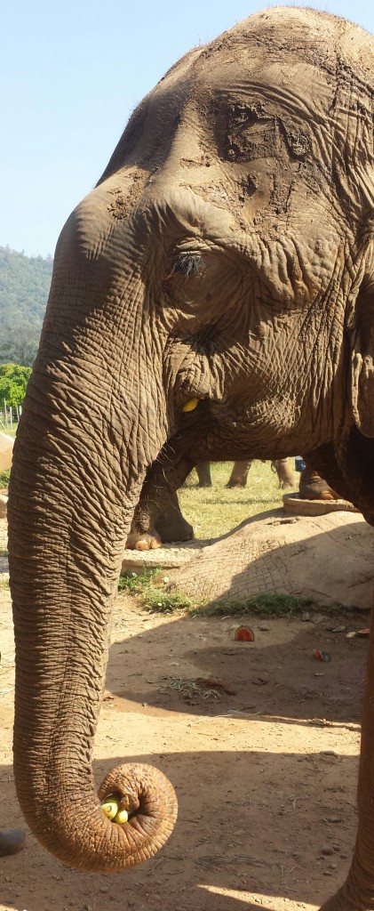 Elephant eating bananas at the Elephant Nature Park