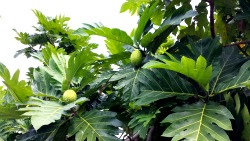 Breadfruit tree, botanical garden, Bernice Pauhi Bishop Museum