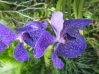 Orchid Garden at the Singapore Botanic Gardens