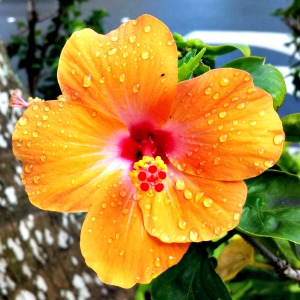 Orange Hibiscus, Honolulu, Hawaii