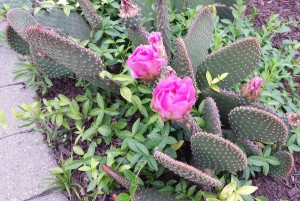 Prickly Pear cactus in Brigantine, New Jersey