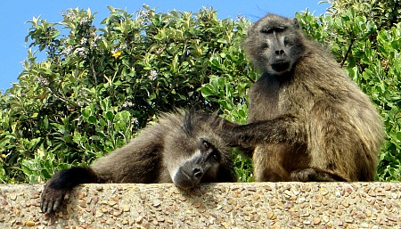 Baboons in Table National Park, Cape Point, South Africa