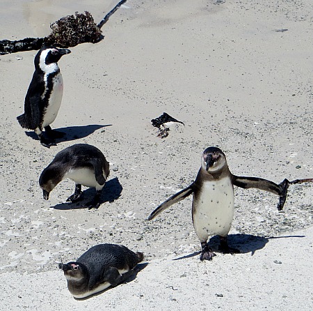 Boulder Beach, Simon's Town, African penguins, Cape town south africa