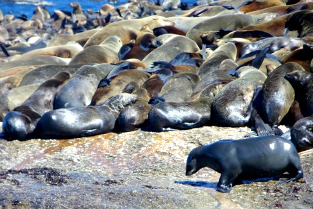 Hout Bay Cape fur seals cape town south africa