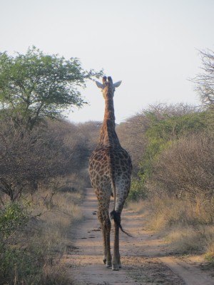 Giraffe Thornybush Private game Reserve south africa