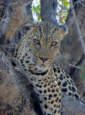 Leopard in a tree in Thornybush Private Game Reserve