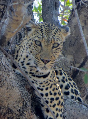 Leopard in a tree in Thornybush Private Game Reserve