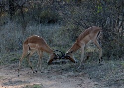 mpalas Thornybush Game Reserve