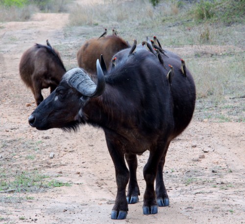 Oxpecker birds hitching a ride on an African Cape Buffalo in Thornybush Game Reserve