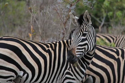 Zebras in Thornybush Private Game Reserve