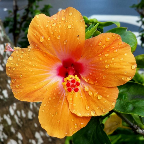 Orange Hibiscus with water droplets on it