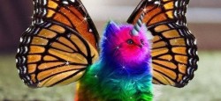 Because sometimes you need a rainbow, butterfly, unicorn kitten