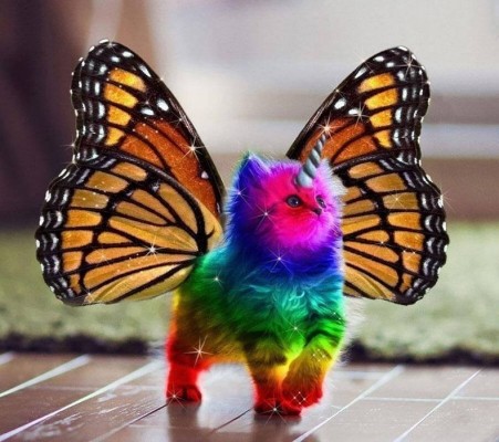 Because sometimes you need a rainbow, butterfly, unicorn kitten