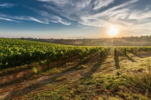 Tuscany fields of grape vines