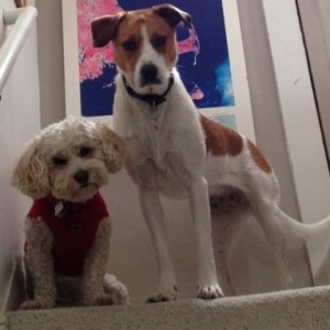 Dino (left) and his dog cousin, Izzy.