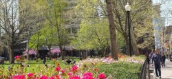 Azalea blooming on Rittenhouse Square, Philadelphia