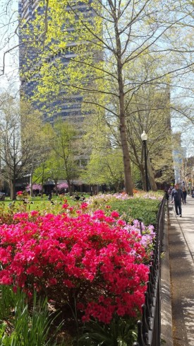 Azalea blooming on Rittenhouse Square, Philadelphia
