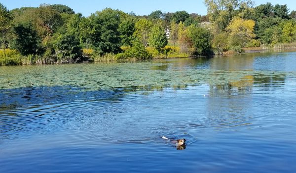 Dog swimming in Fresh Pond, Cambridge, Massachusetts
