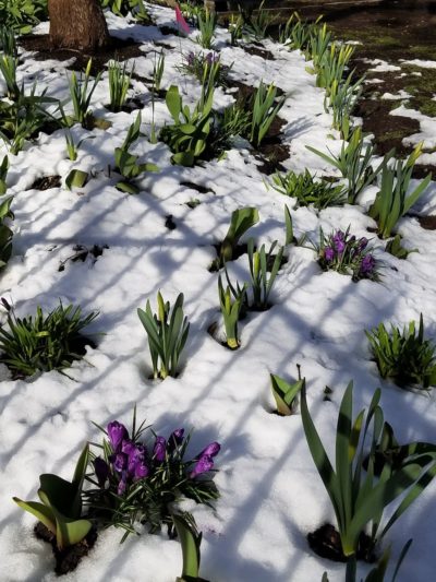 Blooming flowers in the snow on Rittenhouse Square in Philadelphia.
