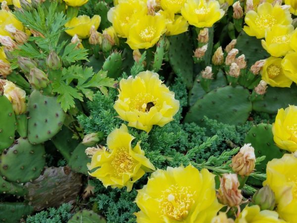 blossoming Brigantine cactus flowers