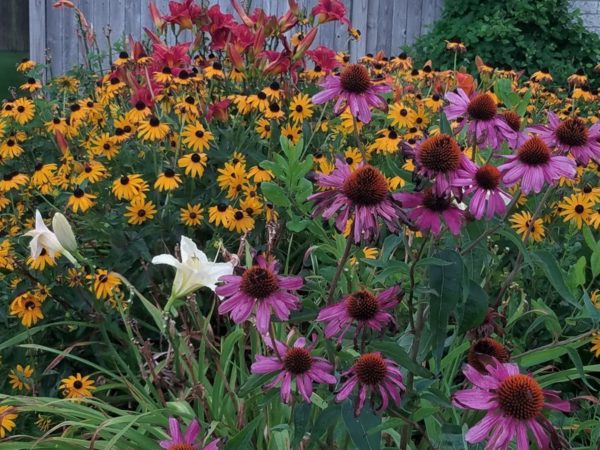 Sequence of bloom in a Brigantine, New Jersey garden