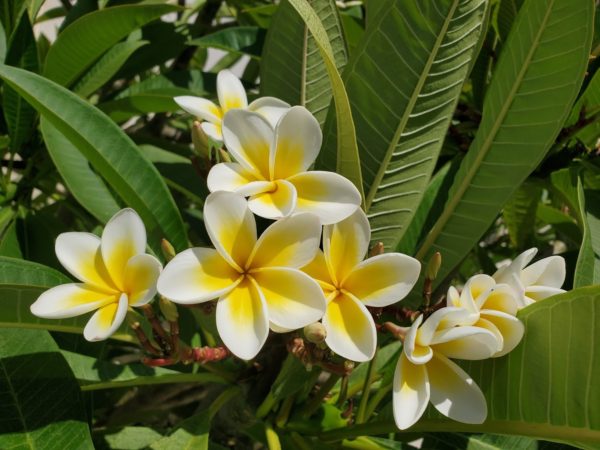 plumeria (frangipani) blossoms