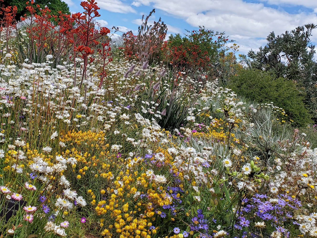 Spring flowers, Kings Park, Perth Western Australian Botanic Garden