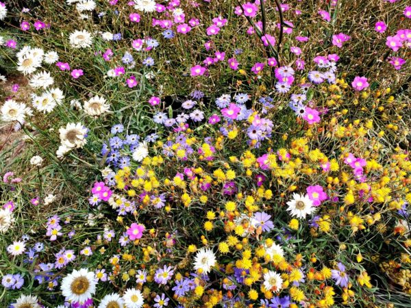 Spring flowers, Kings Park, Perth Australia