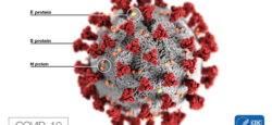 CDC Picture of the Clovid 19 Corona Virus